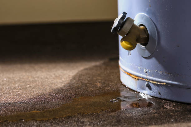 Best Mold removal after water damage  in Junction City, OR