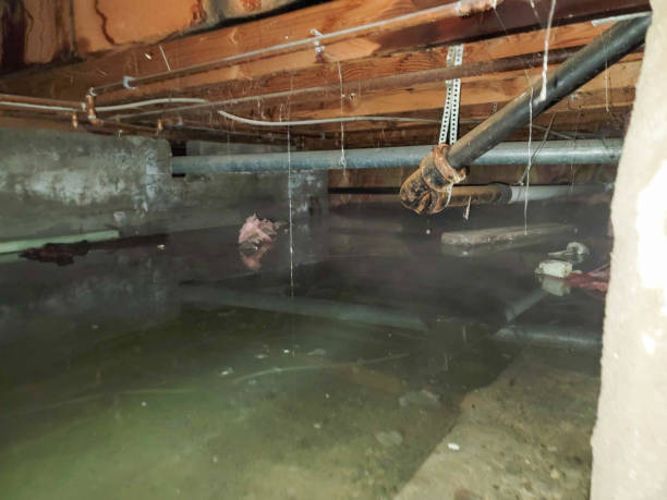 Best Carpet water damage restoration  in Junction City, OR