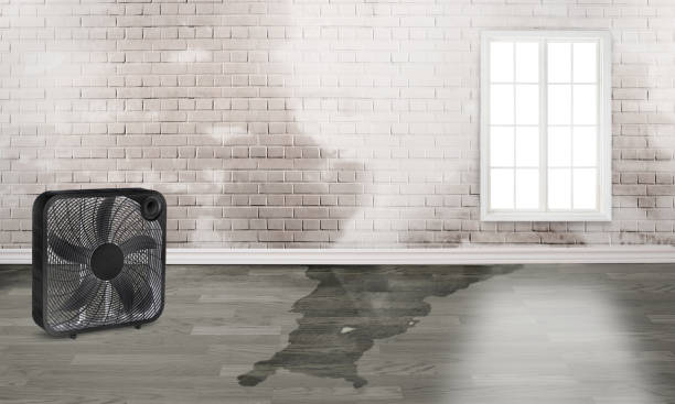 Best Water damage restoration near me  in Junction City, OR